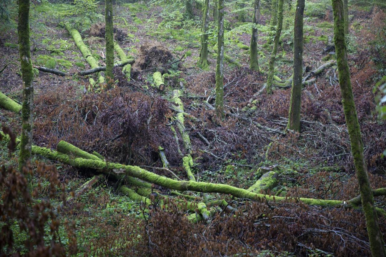 La Colline Des Renards Chambres Locmaria-Berrien Kültér fotó